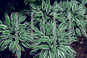 Picture of Hosta  'Ginko Craig'