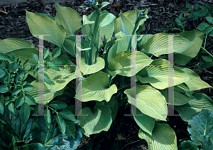 Picture of Hosta  'Gold Regal'