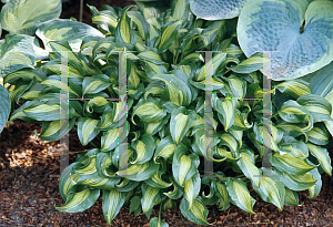 Picture of Hosta  'Geisha'