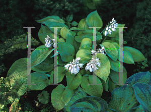 Picture of Hosta  'Golden Medallion'