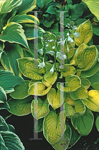 Picture of Hosta  'Moon Glow'