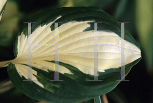 Picture of Hosta  'Loyalist'