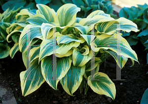 Picture of Hosta ventricosa 'Aureomarginata'