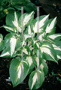 Picture of Hosta  'Night Before Christmas'