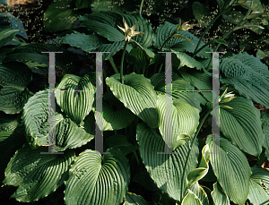 Picture of Hosta  'Niagara Falls'