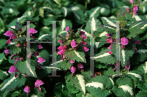 Picture of Lamium maculatum 'Chequers'