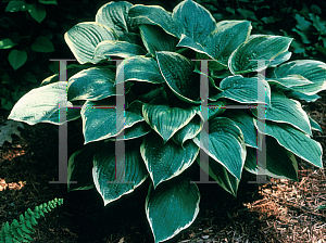 Picture of Hosta  'Fringe Benefit'