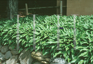 Picture of Hosta lancifolia 