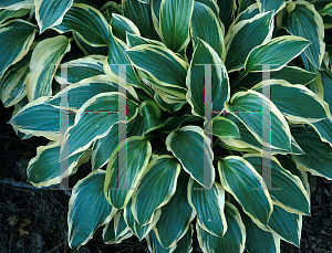 Picture of Hosta  'Yellow Splash'