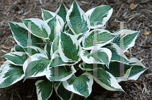 Picture of Hosta  'Minuteman'