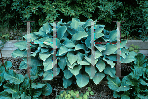 Picture of Hosta  'Krossa Regal'