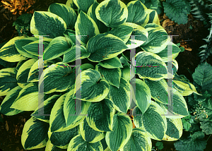 Picture of Hosta  'Wide Brim'