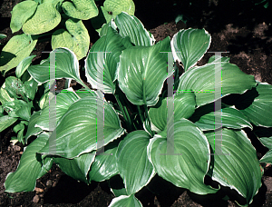 Picture of Hosta  'White Shoulder's '