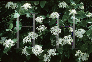 Picture of Viburnum lantana 