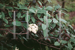 Picture of Viburnum x rhytidophylloides 