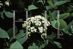 Picture of Viburnum lantana 