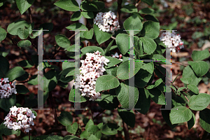 Picture of Viburnum carlesii 