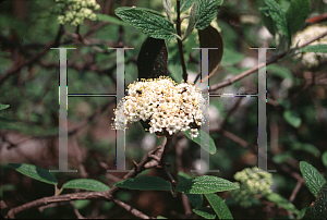 Picture of Viburnum x rhytidophylloides 