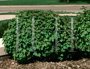 Picture of Viburnum opulus 'Nanum'