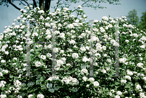 Picture of Viburnum x carlcephalum 