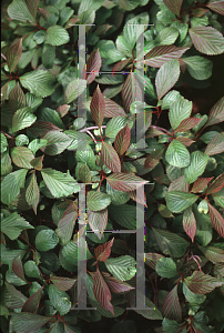 Picture of Viburnum farreri 'Nanum'