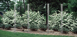 Picture of Viburnum plicatum f. tomentosum 'Mariesii'