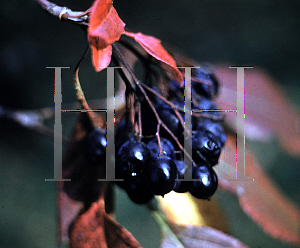 Picture of Viburnum lentago 