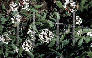 Picture of Viburnum x juddii 