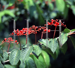 Picture of Viburnum plicatum f. tomentosum 'Mariesii'