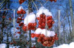 Picture of Viburnum trilobum 