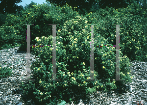 Picture of Potentilla fruticosa 'Arbuscula'