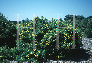 Picture of Potentilla fruticosa 'Dart's Golddigger'