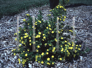 Picture of Potentilla fruticosa 'Fargo (Dakota Sunspot)'