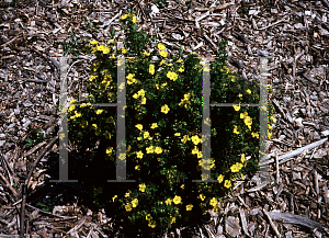 Picture of Potentilla fruticosa 'Fargo (Dakota Sunspot)'