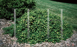 Picture of Potentilla fruticosa 'Lady Daresbury'