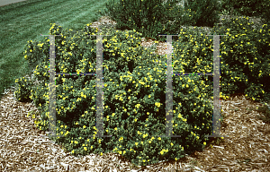 Picture of Potentilla fruticosa 'Goldfinger'