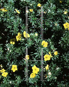 Picture of Potentilla fruticosa 'Goldfinger'