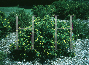 Picture of Potentilla fruticosa 'Jackmanii'