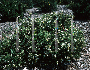 Picture of Potentilla fruticosa 'Princess'