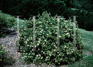 Picture of Potentilla fruticosa 'McKay's White'