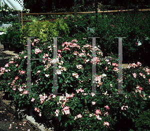 Picture of Rosa  'Nearly Wild'