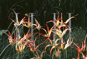 Picture of Tulipa acuminata 