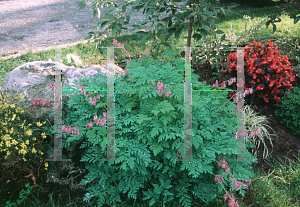 Picture of Dicentra eximia 