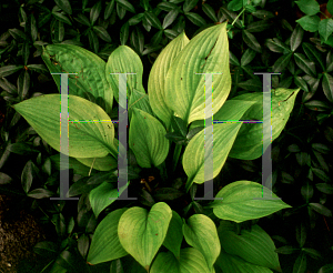 Picture of Hosta  'Sun Power'