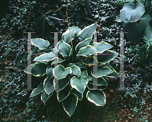 Picture of Hosta sieboldiana 'Frances Williams'