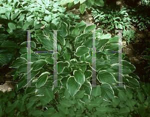 Picture of Hosta  'So Sweet'
