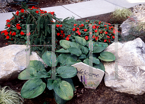 Picture of Hosta sieboldiana 'Elegans'