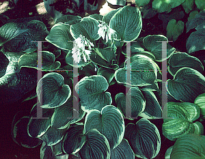 Picture of Hosta  'Fringe Benefit'