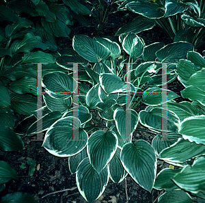 Picture of Hosta  'Green Gold'