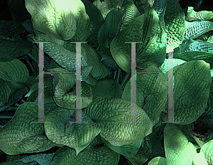Picture of Hosta  'Sun Glow'